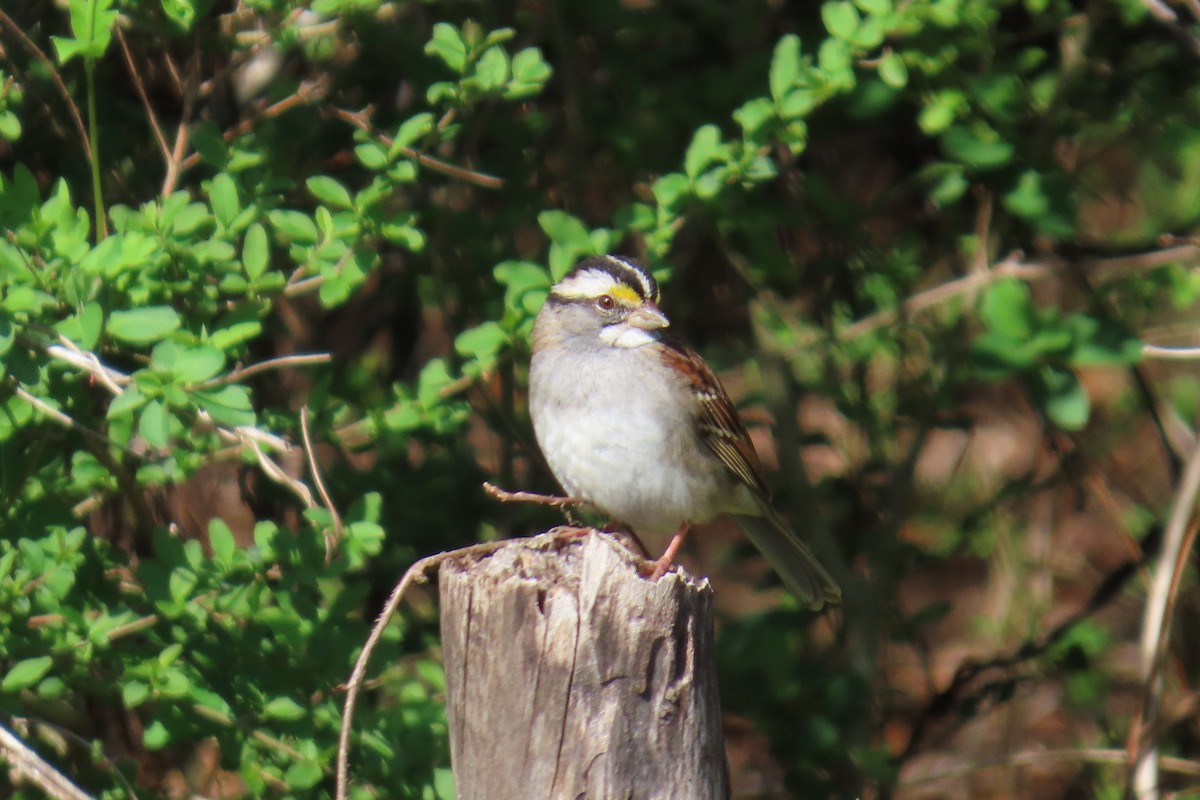 White-throated Sparrow - ML632259893