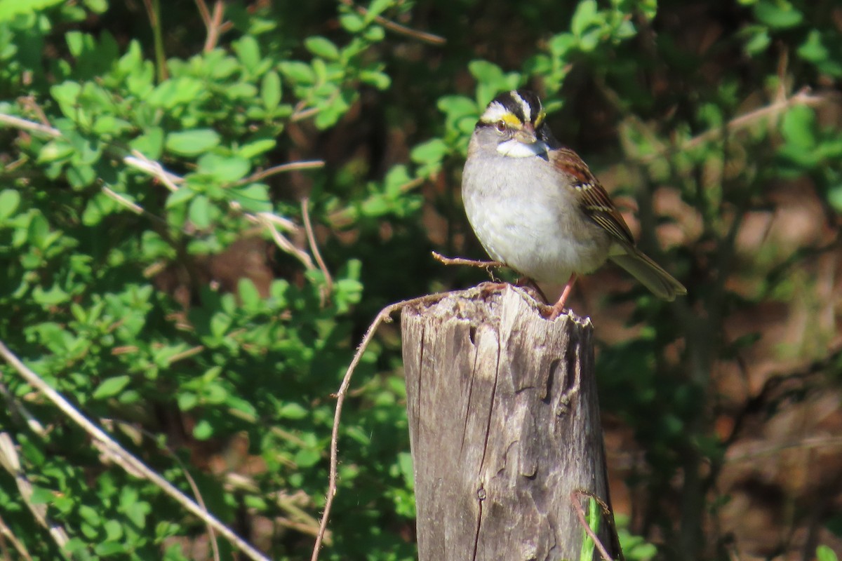 White-throated Sparrow - ML632259894