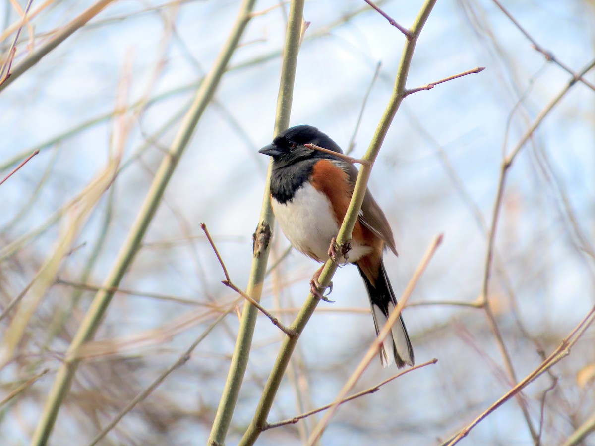Eastern Towhee - ML632259910