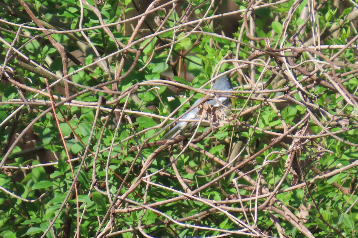 Northern Parula - ML632259942