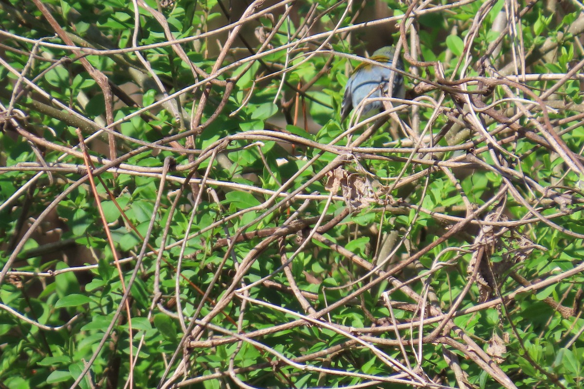 Northern Parula - ML632259943