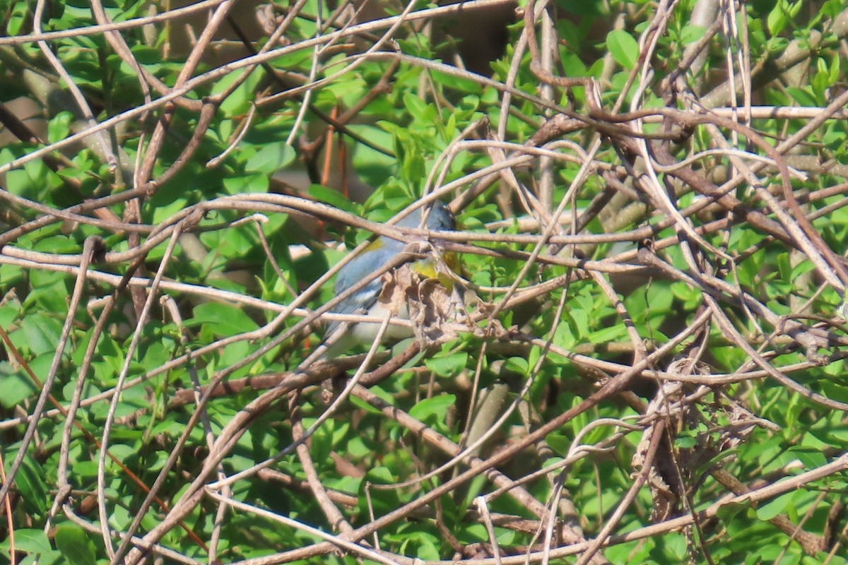 Northern Parula - ML632259944