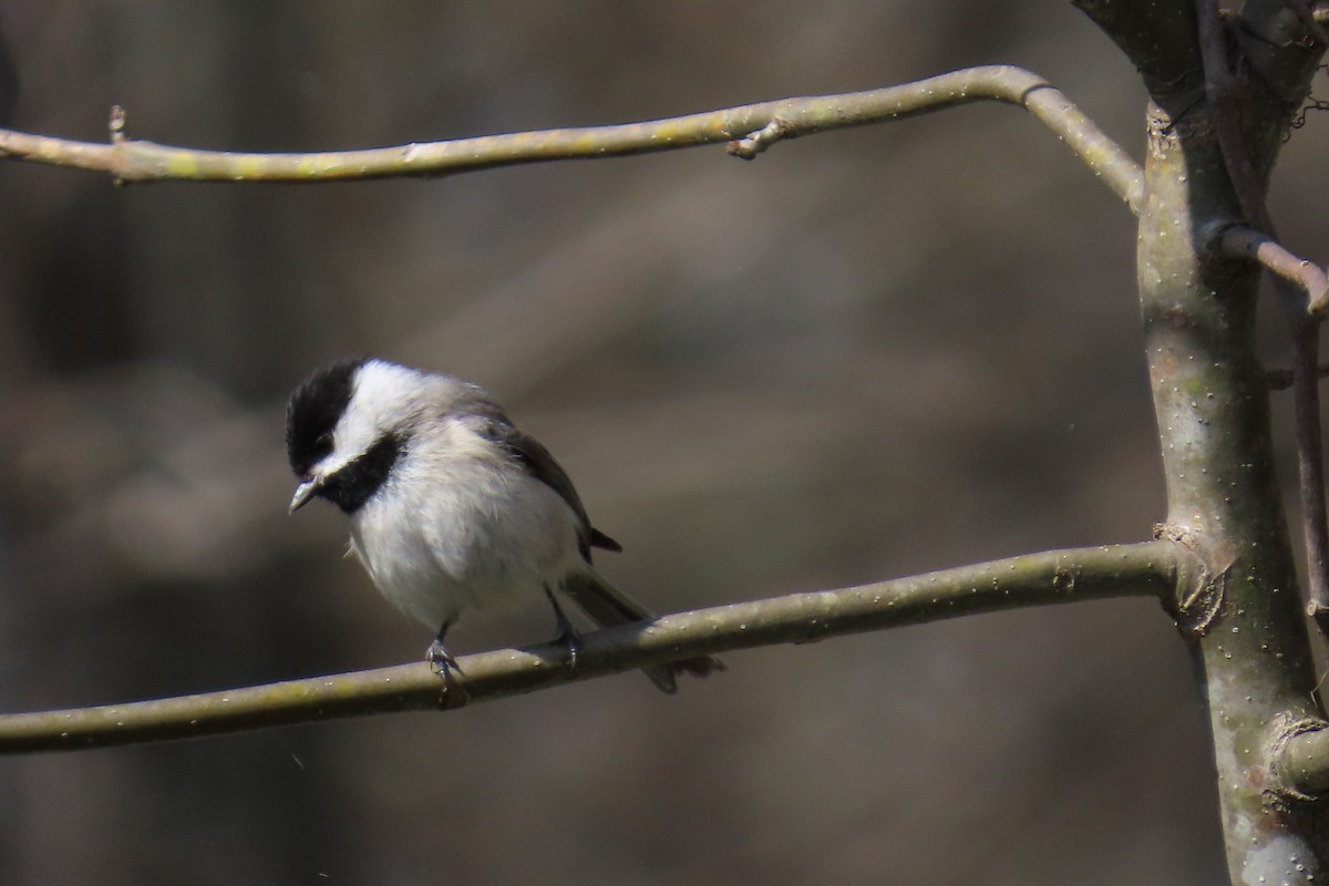 Carolina Chickadee - ML632259970