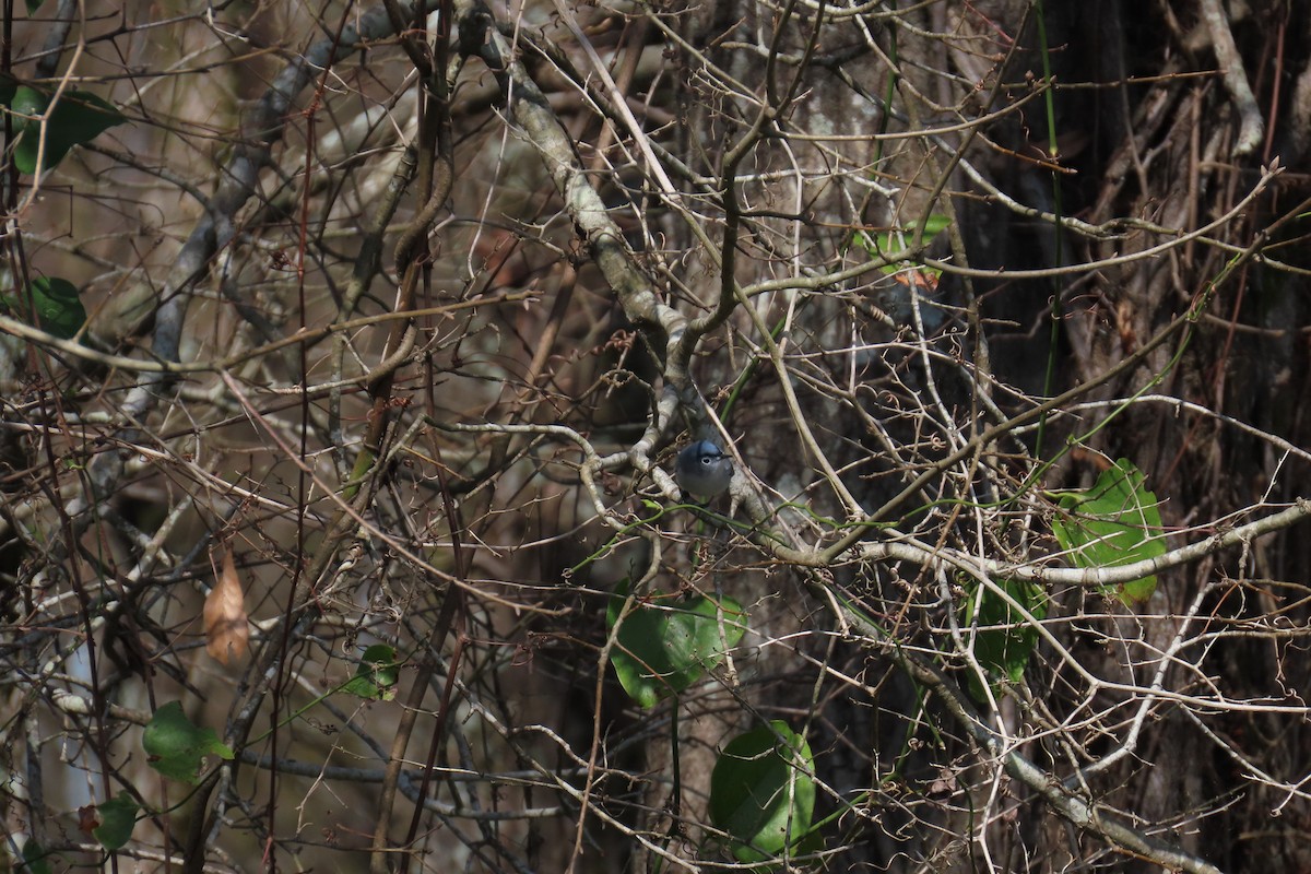 Blue-gray Gnatcatcher - ML632259997