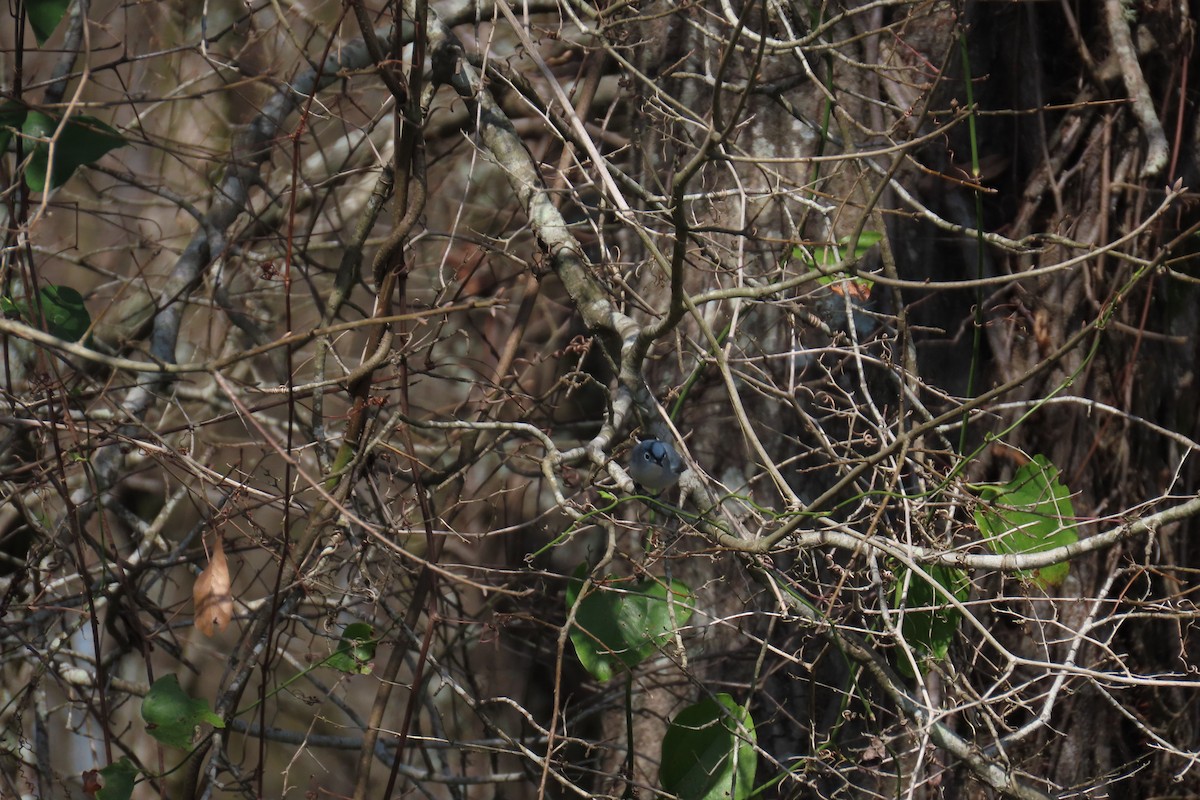 Blue-gray Gnatcatcher - ML632259999