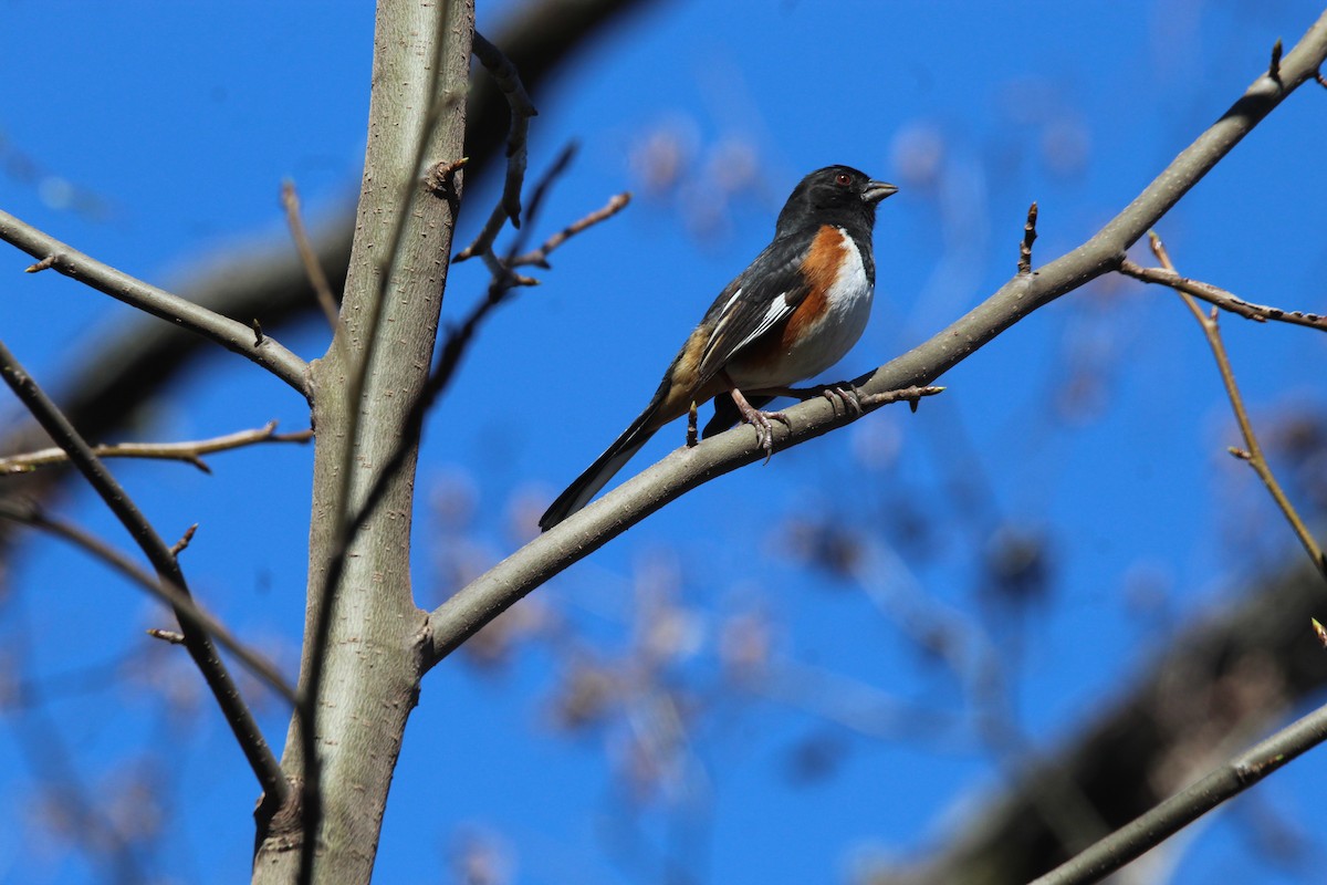 Eastern Towhee - ML632260129