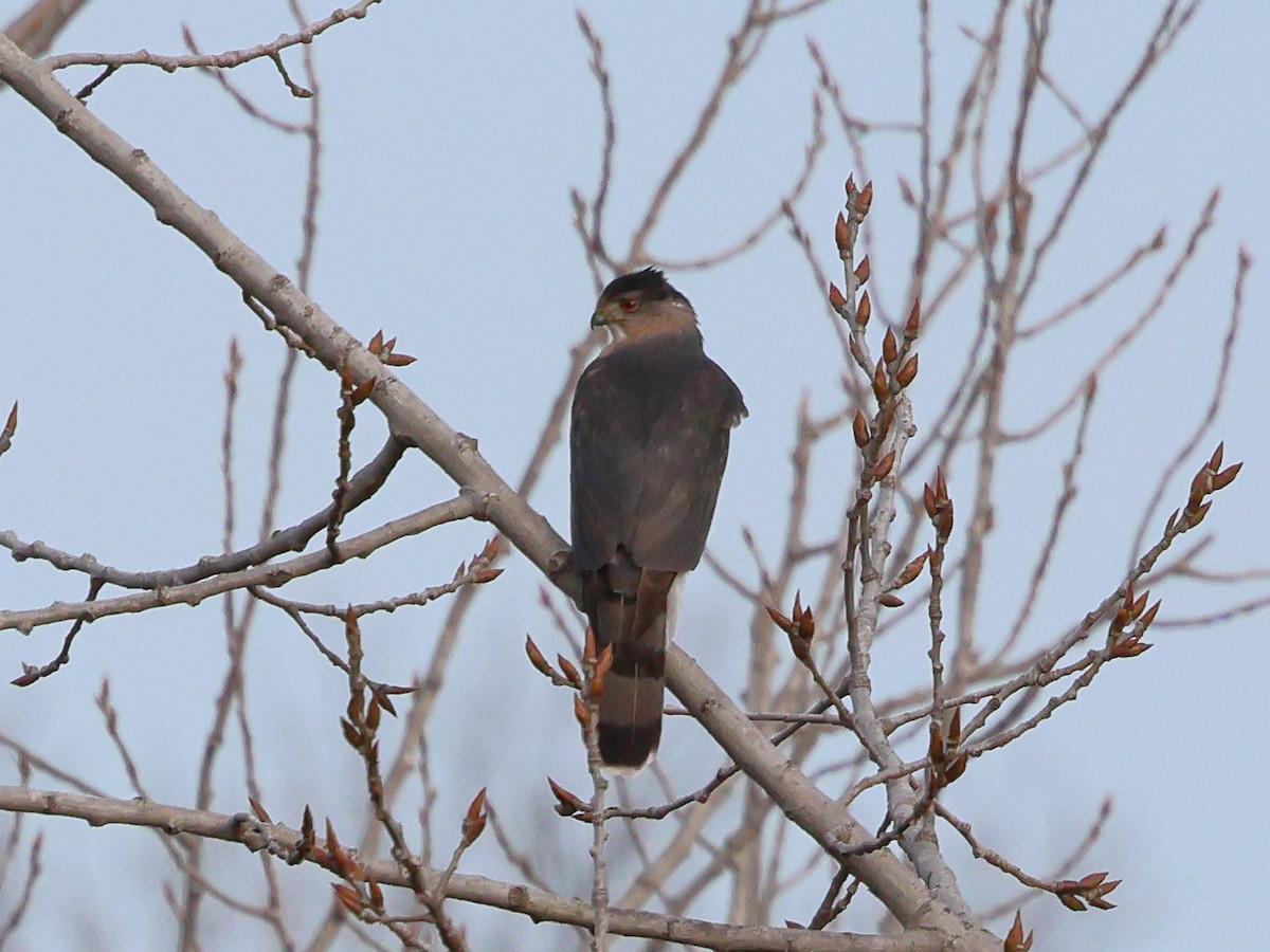 Cooper's Hawk - ML632260204