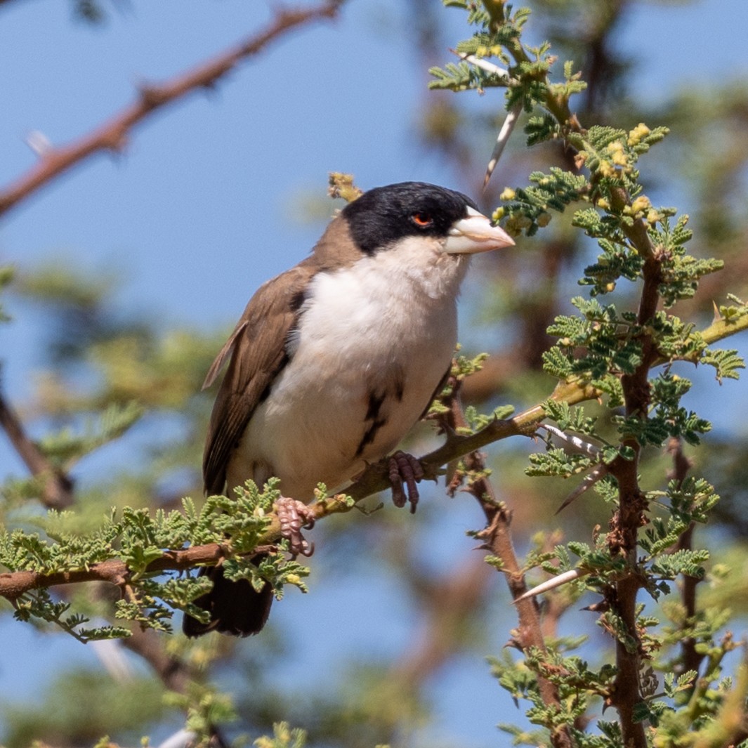 Black-capped Social-Weaver - ML632260514