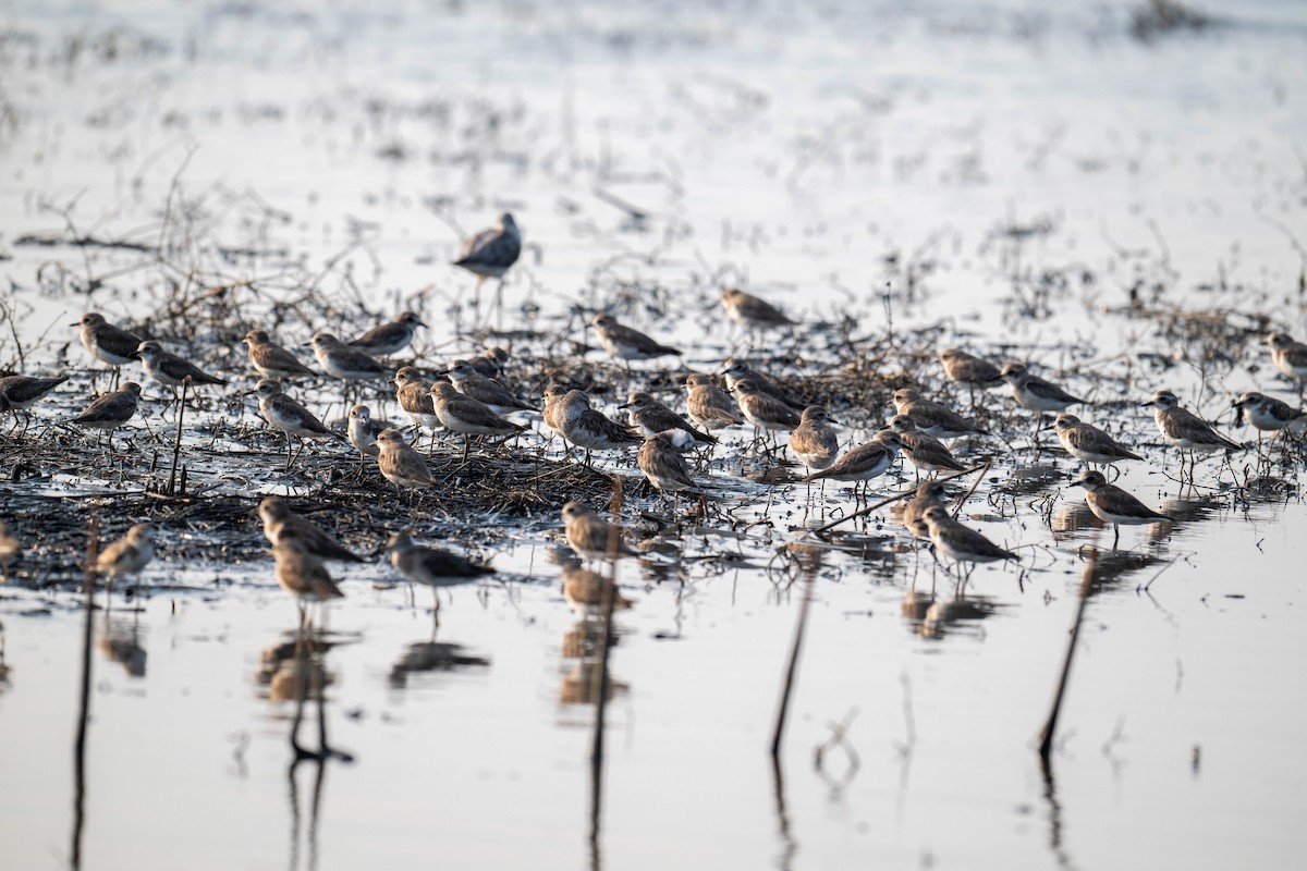 Tibetan Sand-Plover - ML632260711