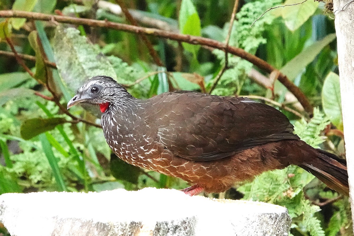 Bearded Guan - ML632260896