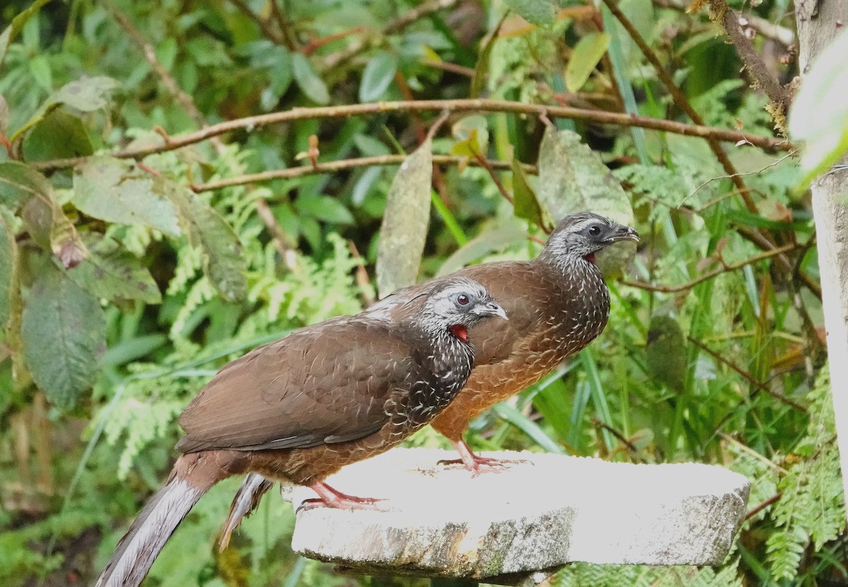 Bearded Guan - ML632260898