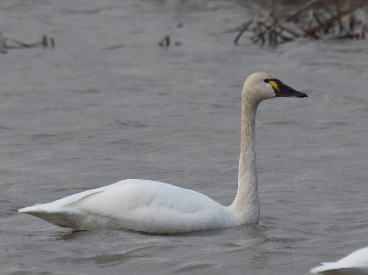 Гунгар хун - ML632261066