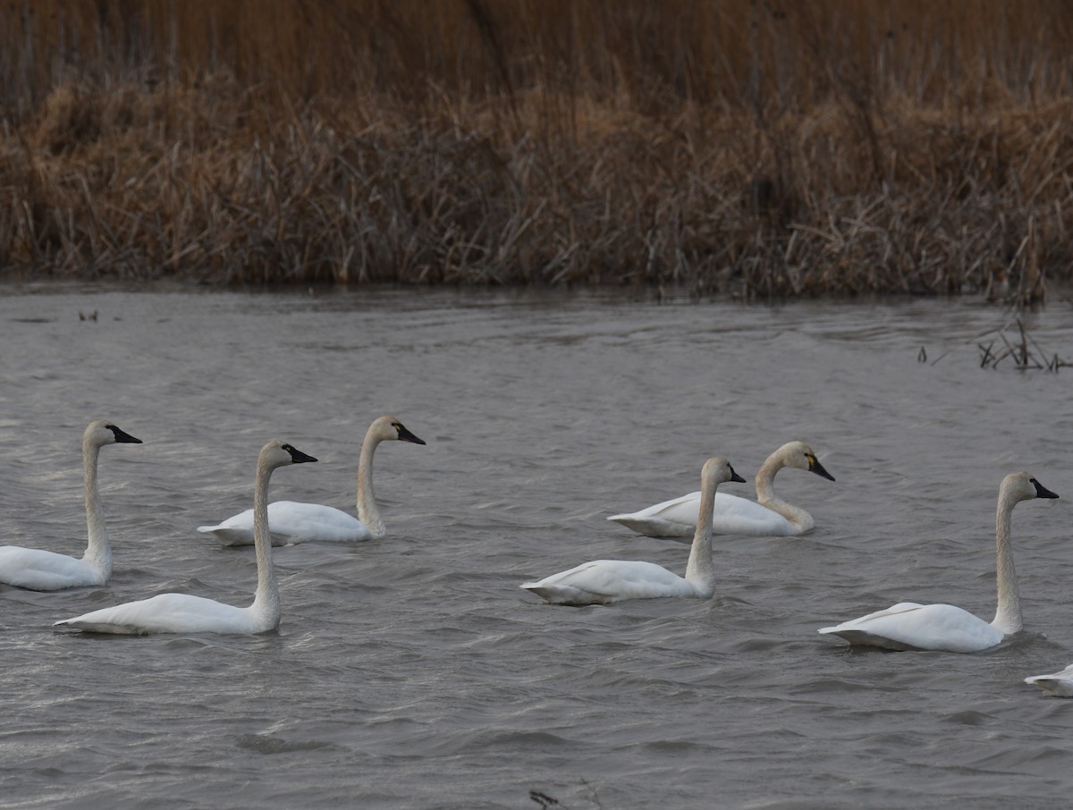 Гунгар хун - ML632261067