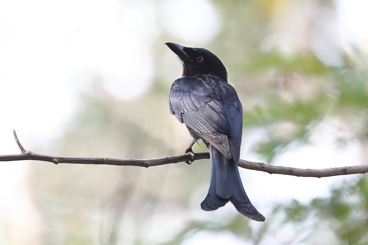 Fork-tailed Drongo (Glossy-backed) - ML632261086