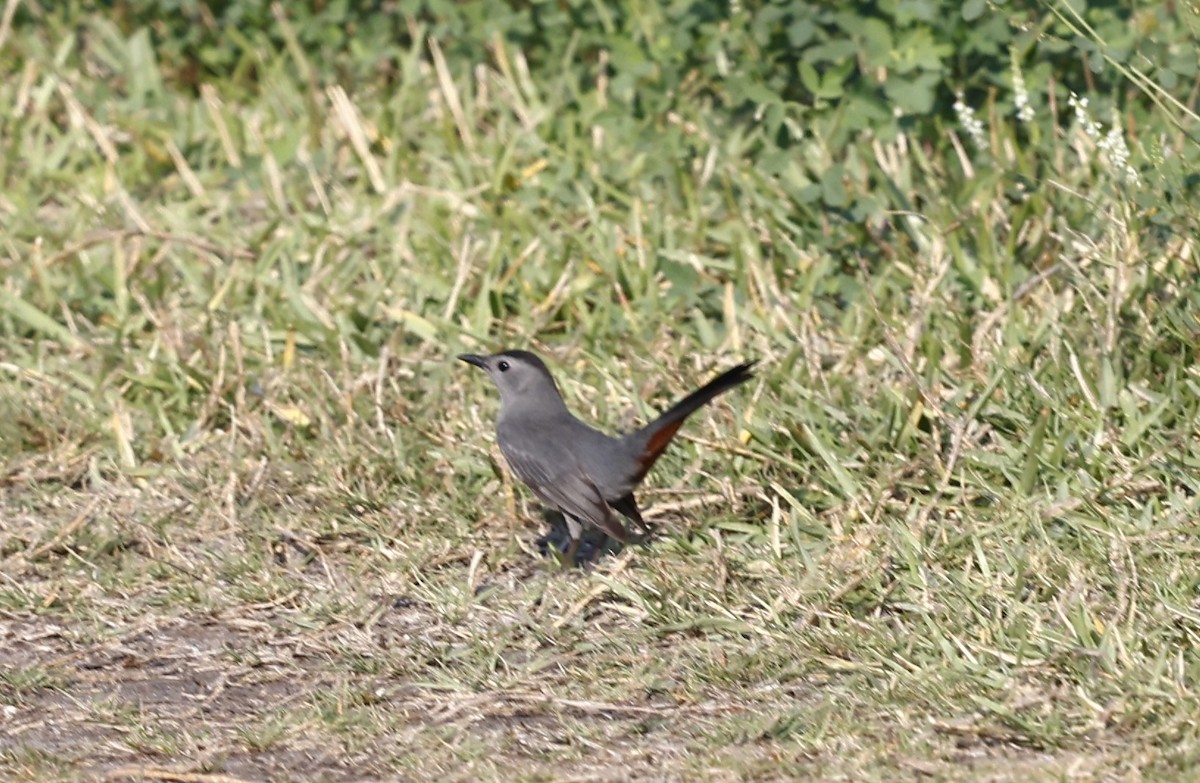Gray Catbird - ML632261290
