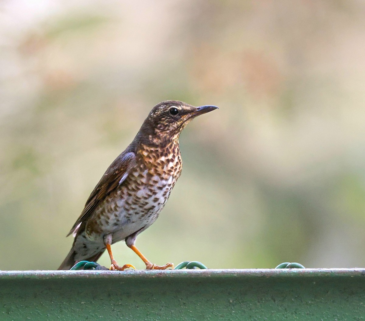 Siberian Thrush - ML632261307