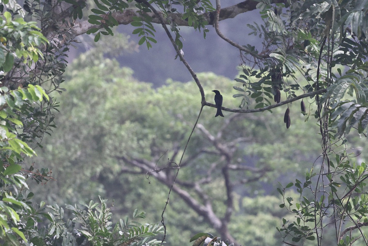 Velvet-mantled Drongo (Fanti) - ML632261318