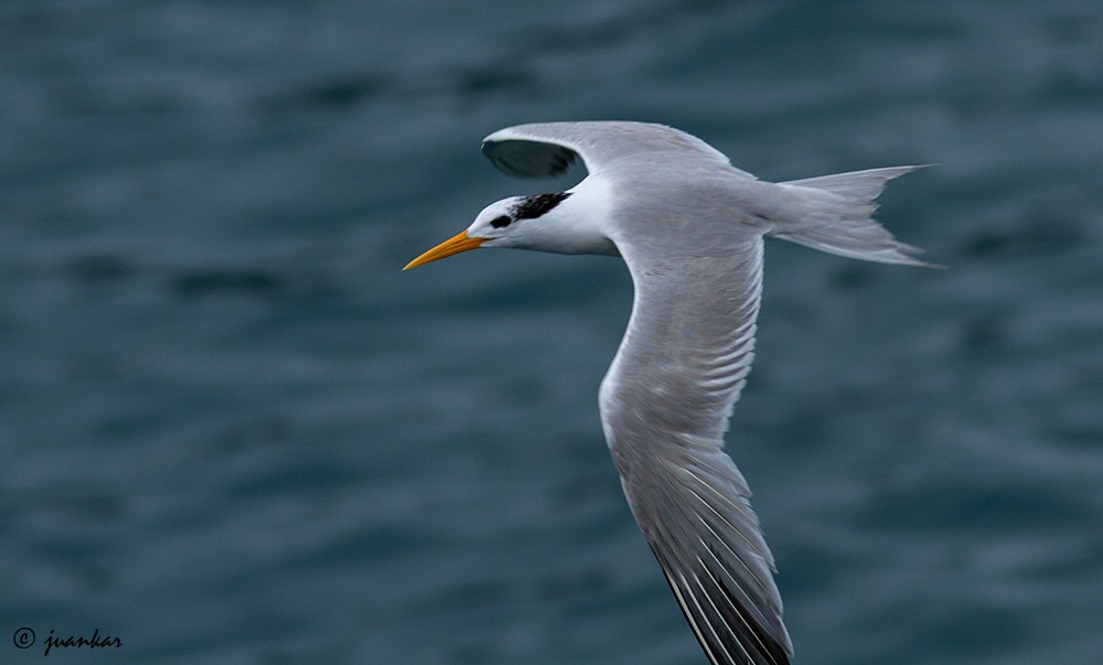 Lesser Crested Tern - ML632261388