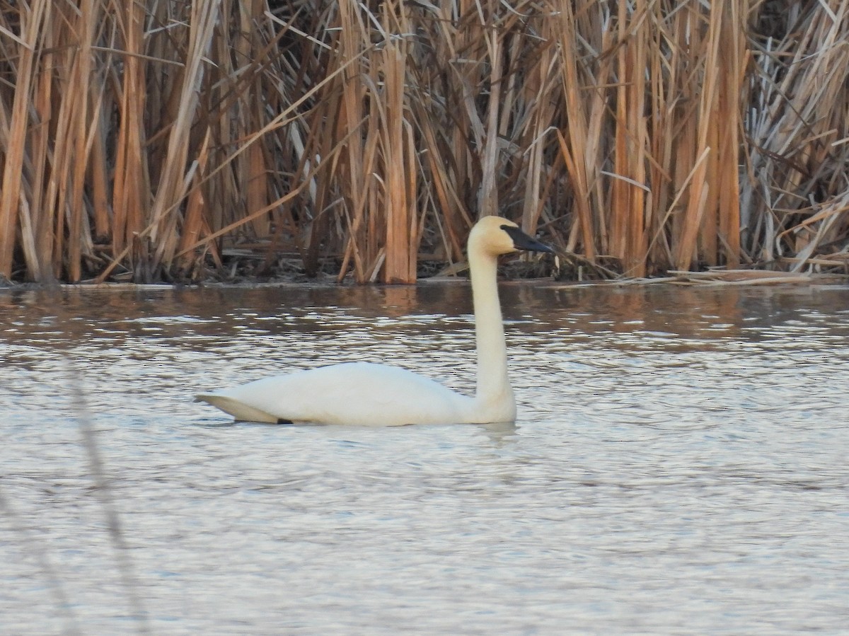 Trumpeter Swan - ML632261397