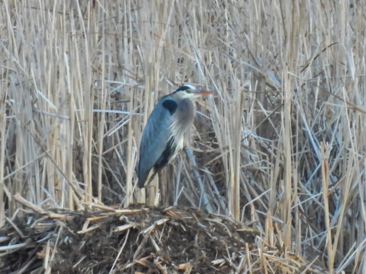 Great Blue Heron - ML632261399