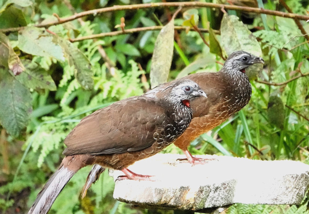 Bearded Guan - ML632261409