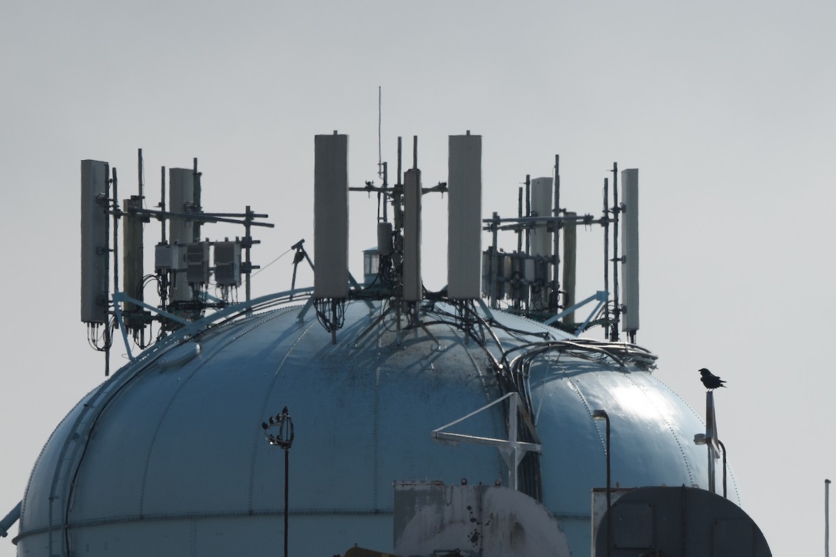 Хон хэрээ - ML632261555