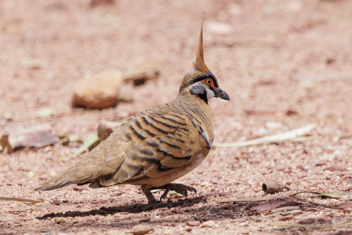 Spinifex Pigeon - ML632261564