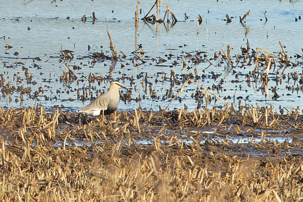 Sociable Lapwing - ML632261597