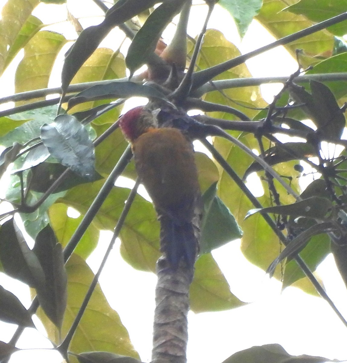 Golden-collared Woodpecker - ML632261603