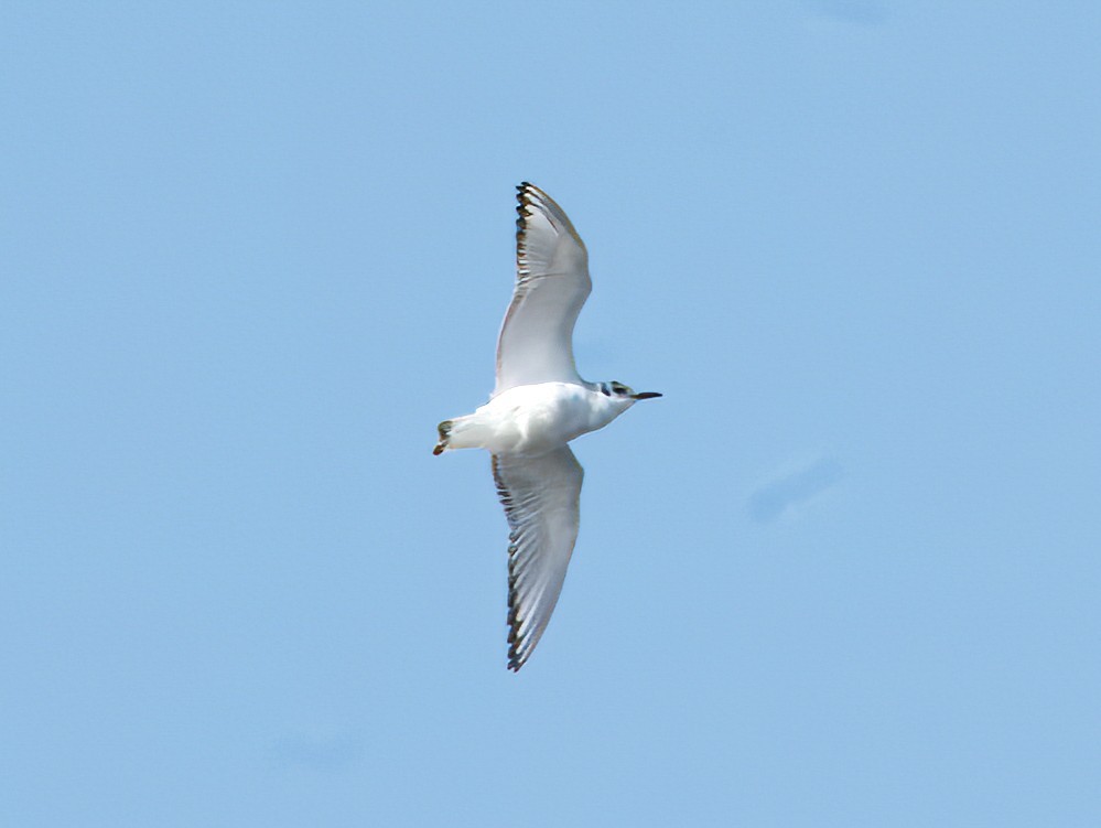 Bonaparte's Gull - ML632261613