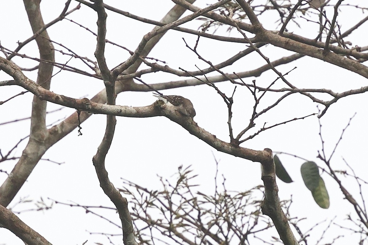Spotted Greenbul - ML632261648