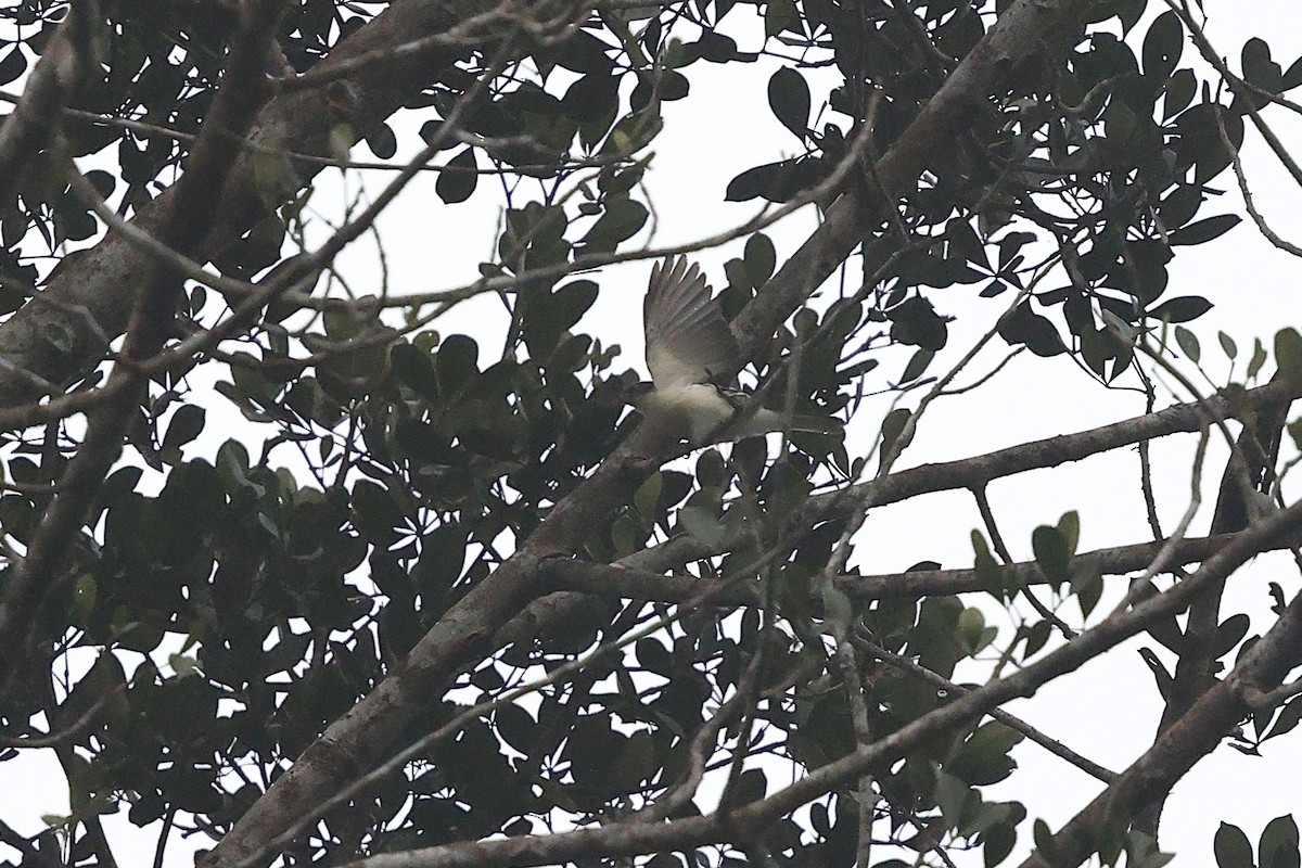Spotted Greenbul - ML632261652