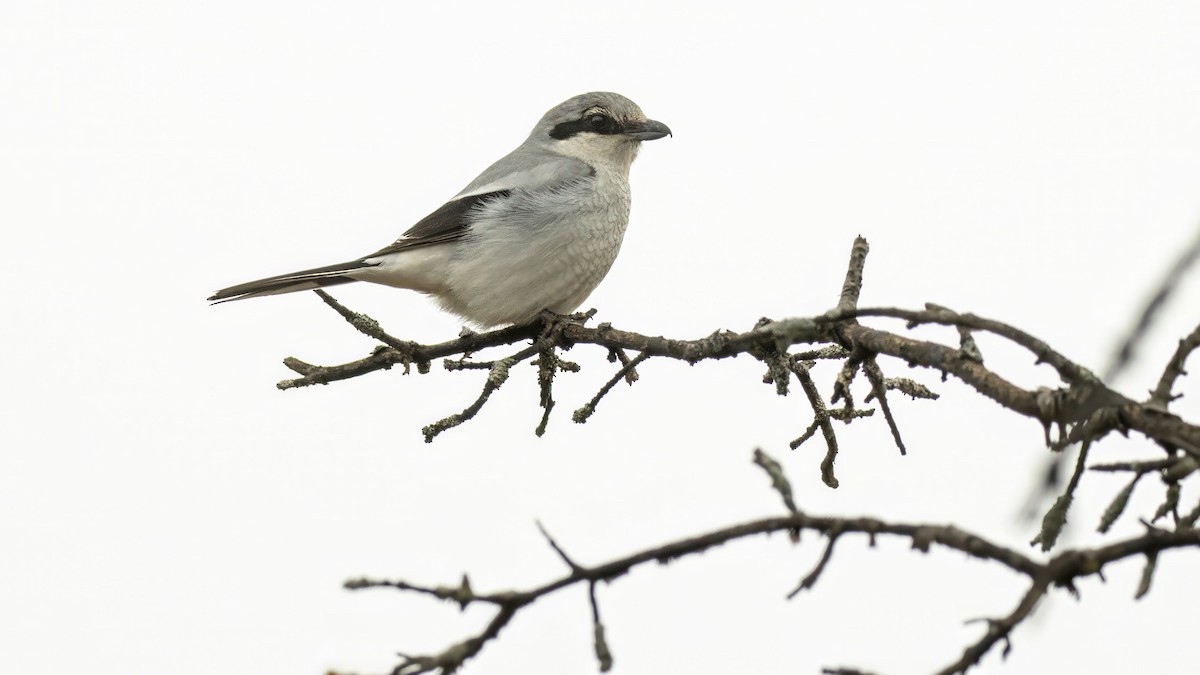 Northern Shrike - ML632261760