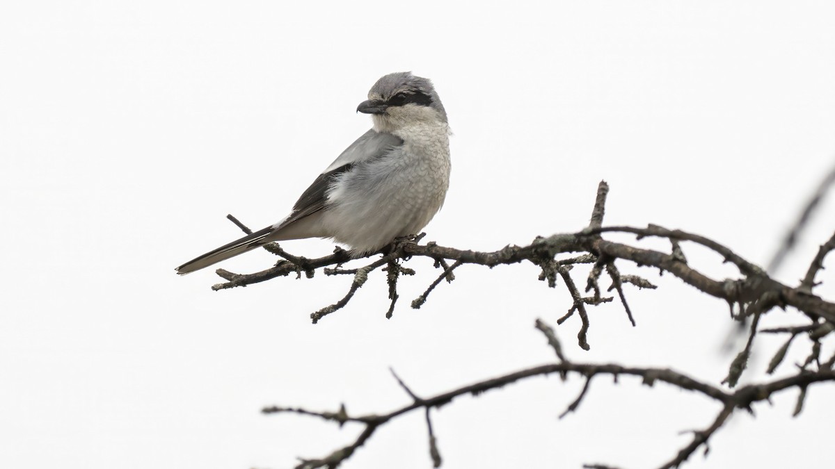 Northern Shrike - ML632261761