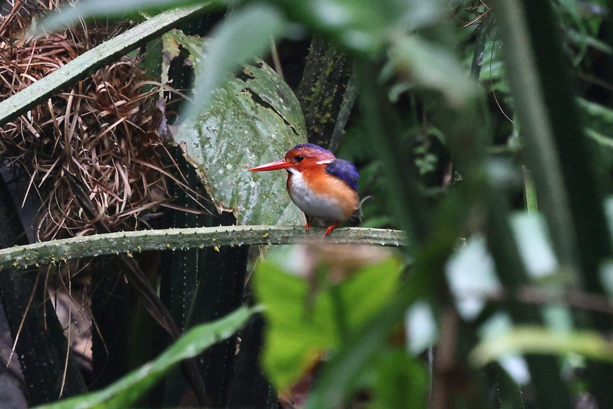 White-bellied Kingfisher - ML632261910