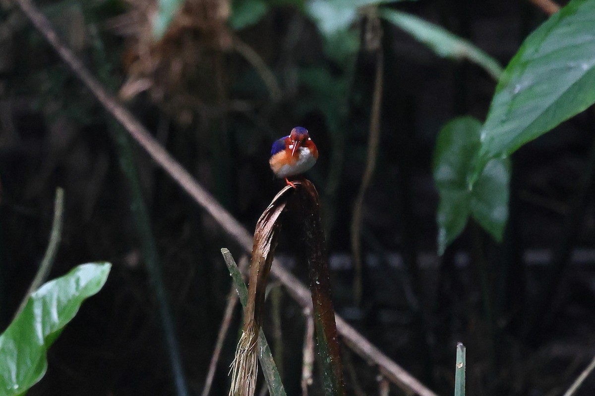 White-bellied Kingfisher - ML632261912