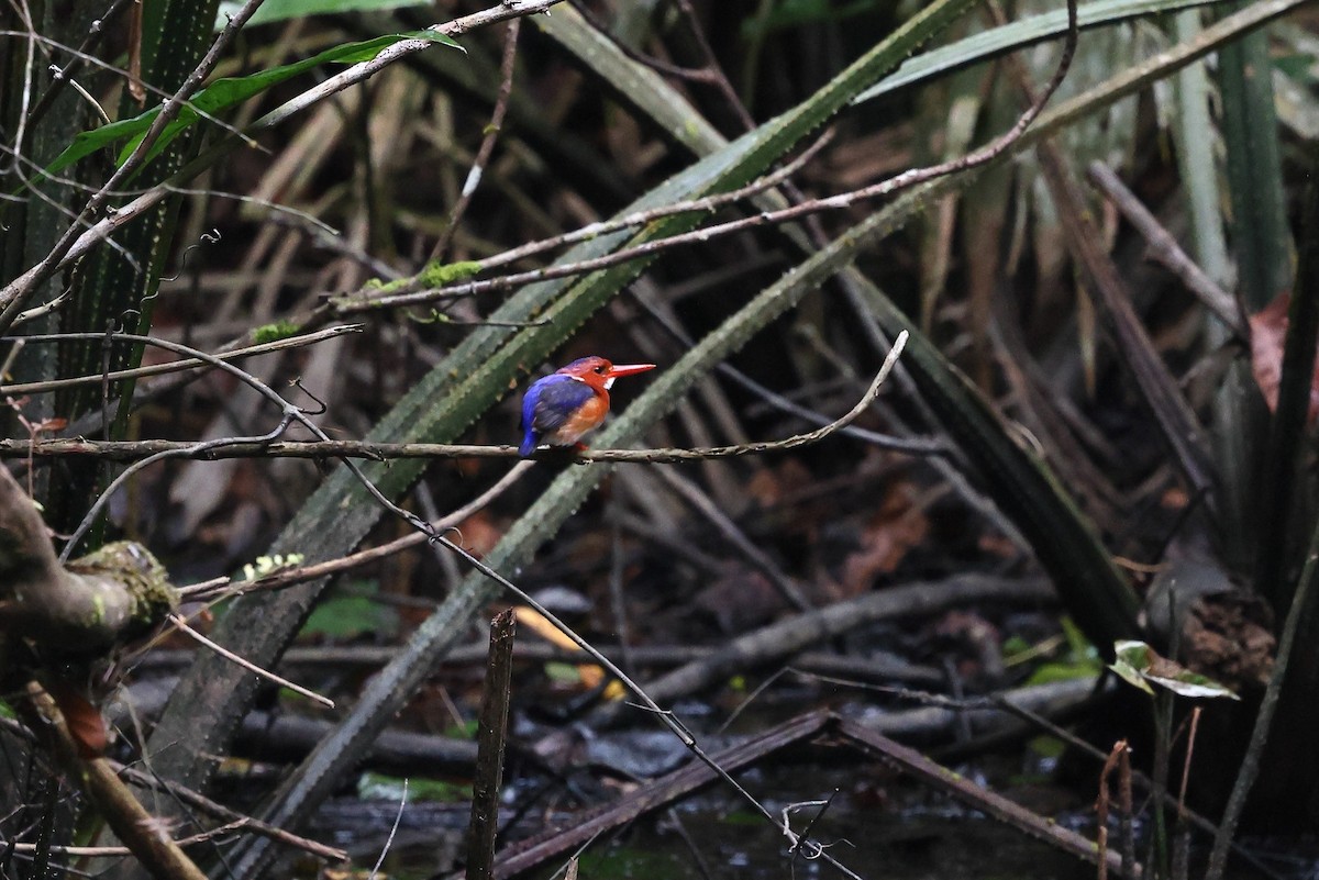 White-bellied Kingfisher - ML632261926