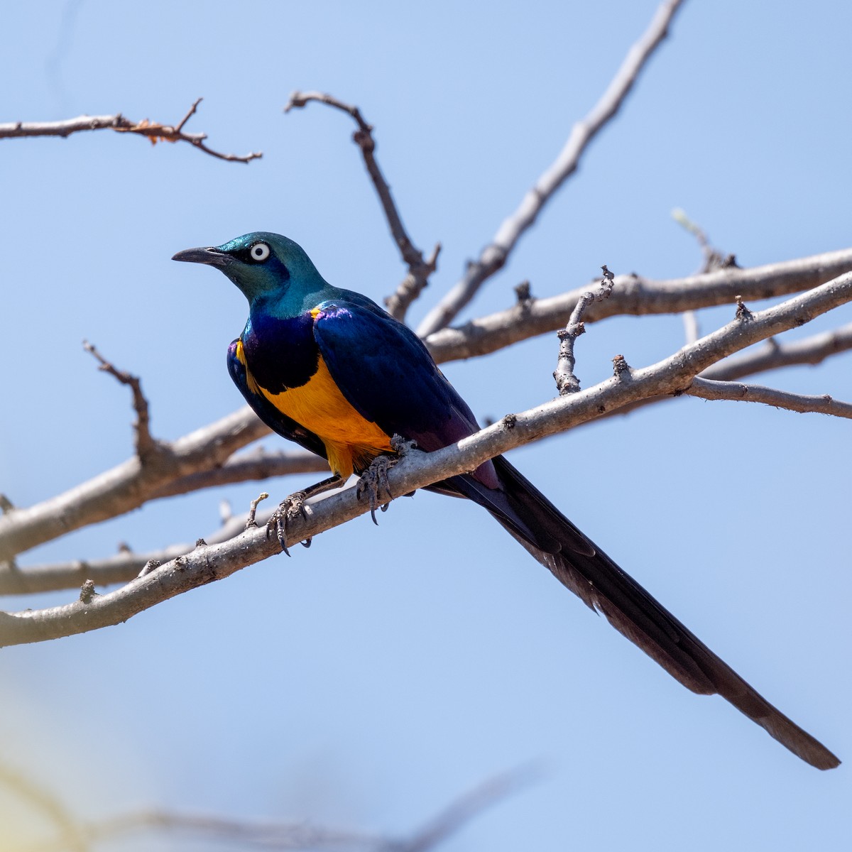 Golden-breasted Starling - ML632262053