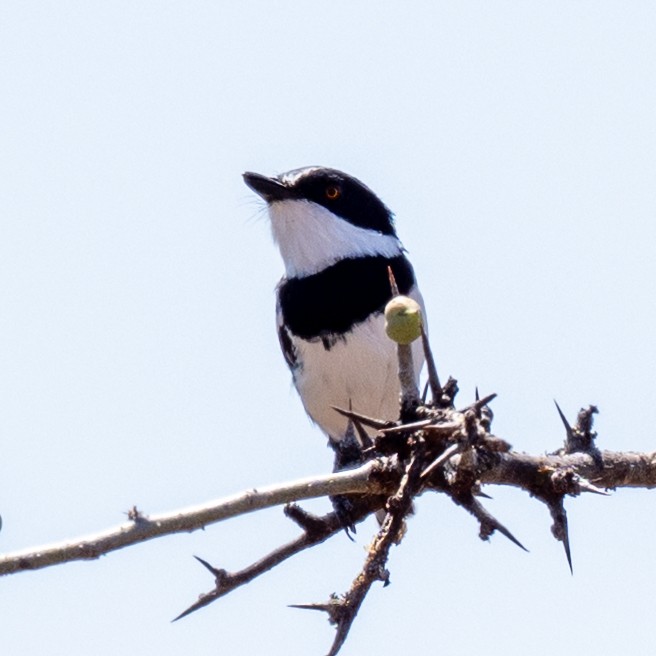 Pygmy Batis - ML632262117