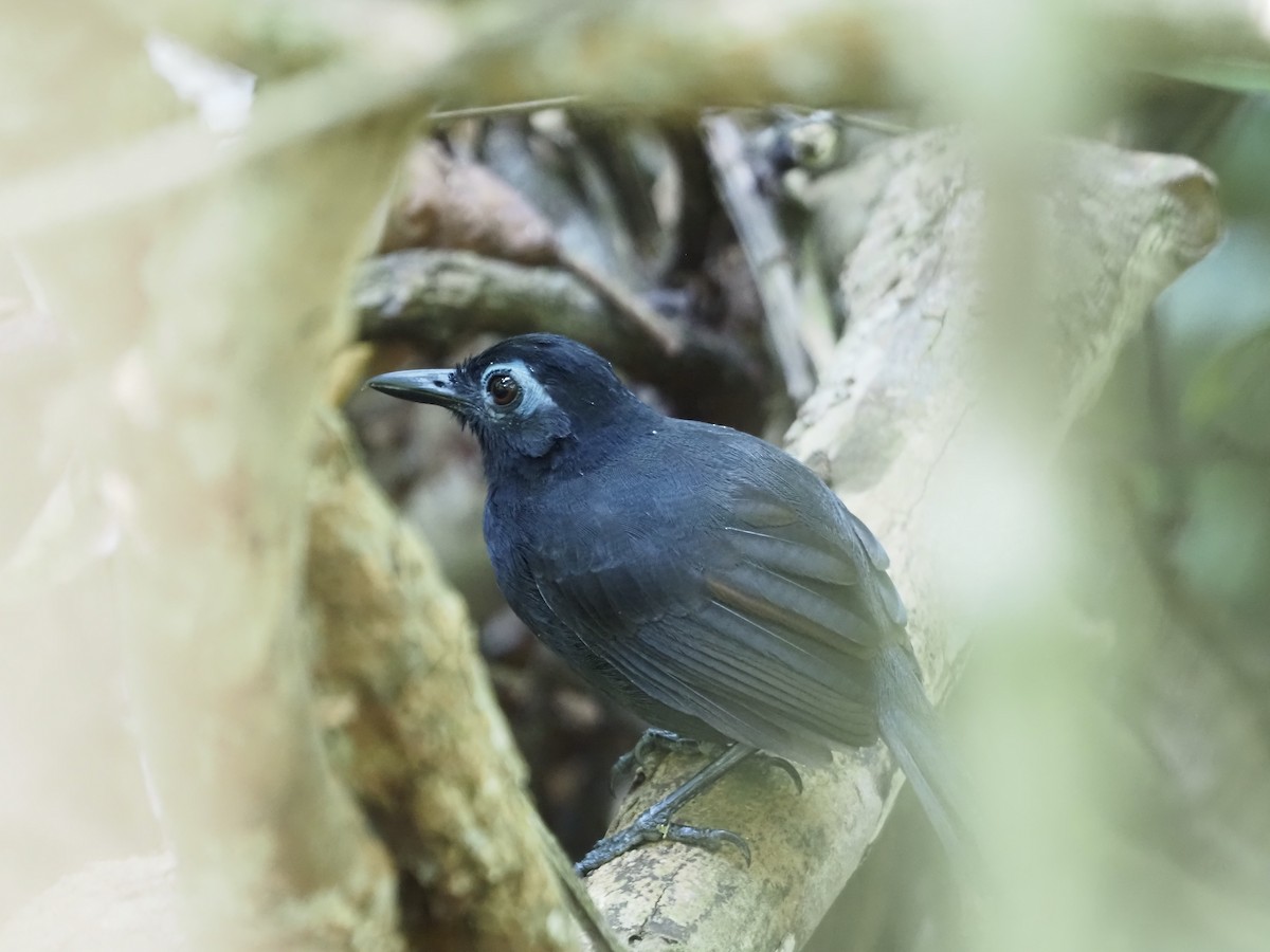 Sooty Antbird - ML632262228