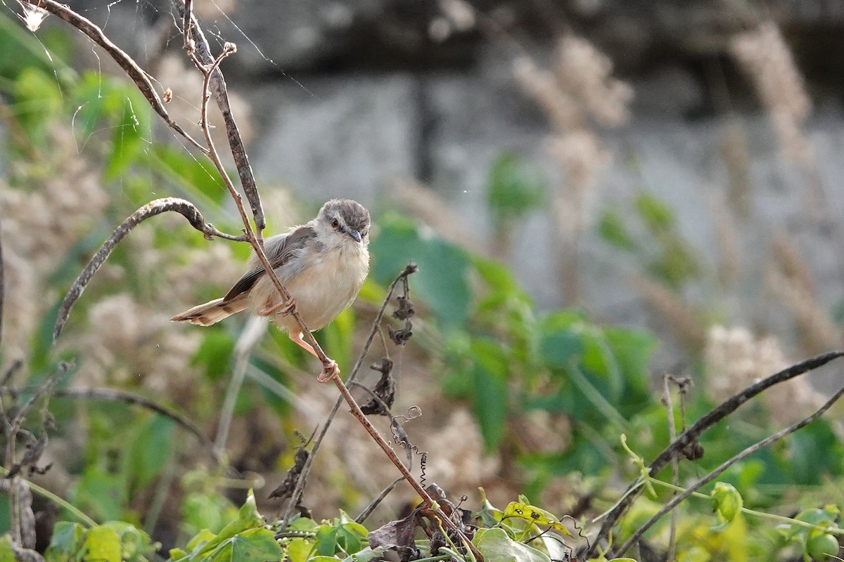 Prinia Modesta - ML632262239
