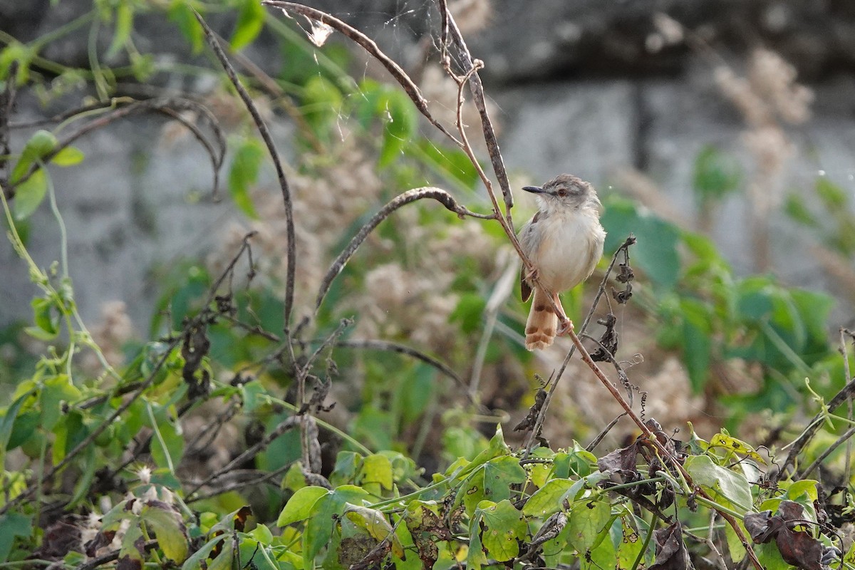Prinia Modesta - ML632262240