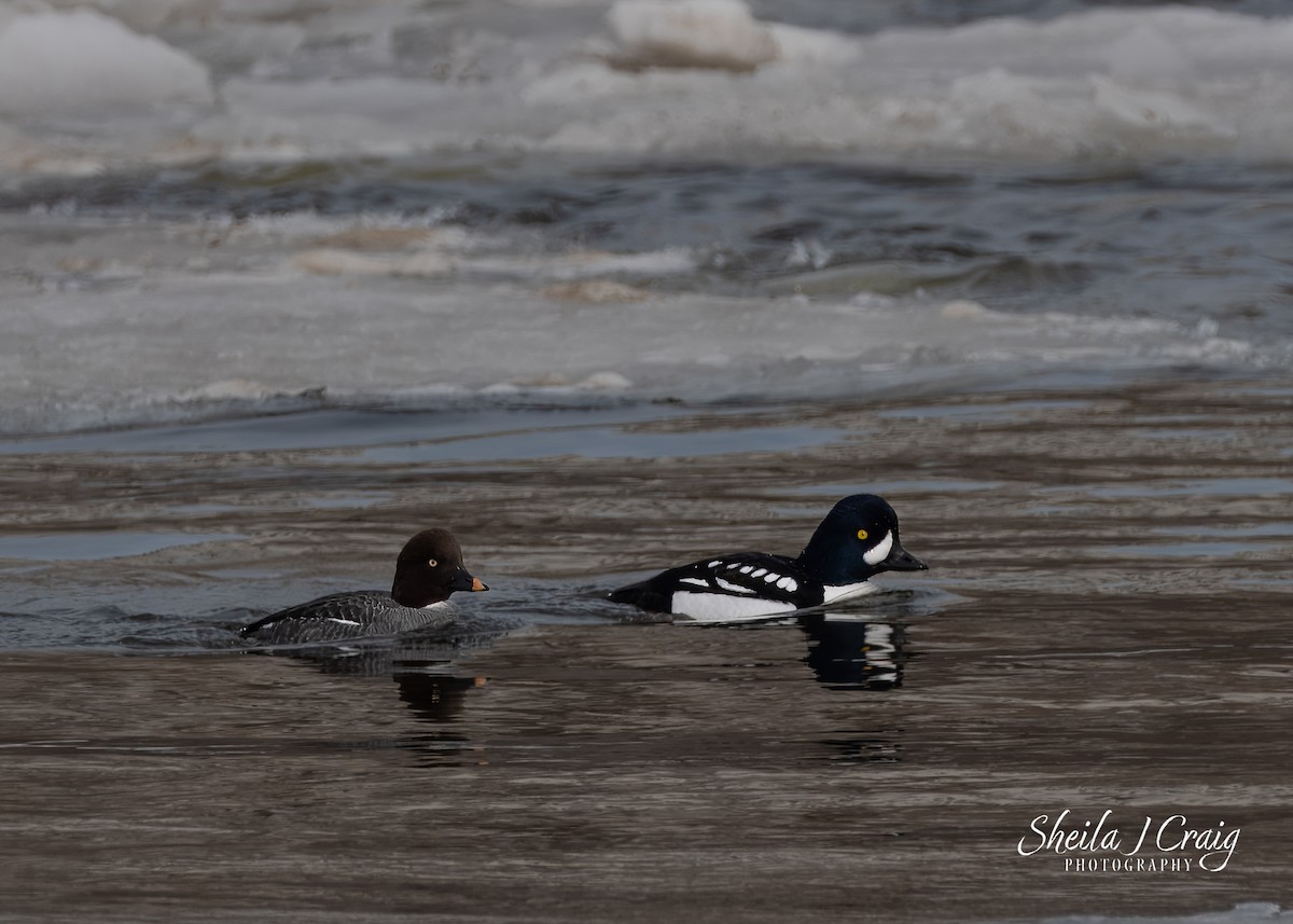 Barrow's Goldeneye - ML632262315