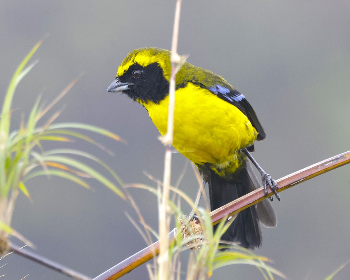 Masked Mountain Tanager - ML632262435