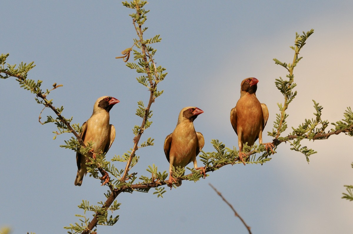 Red-billed Quelea - ML632262507