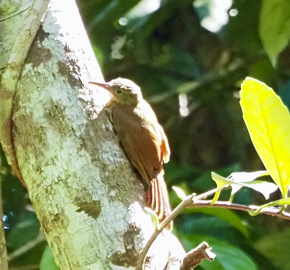 White-chinned Woodcreeper - ML632262524