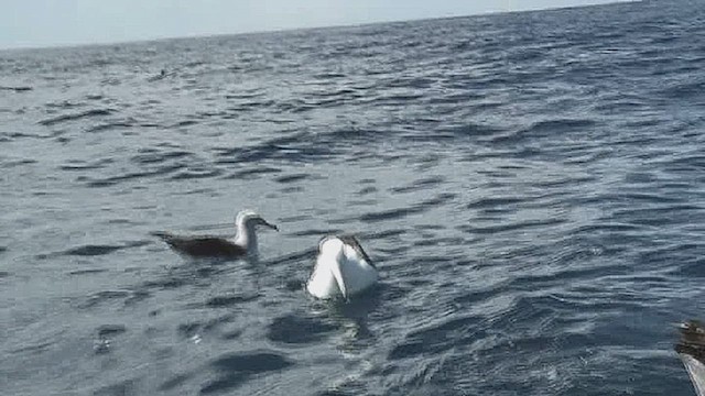 Northern Royal Albatross - ML632262621