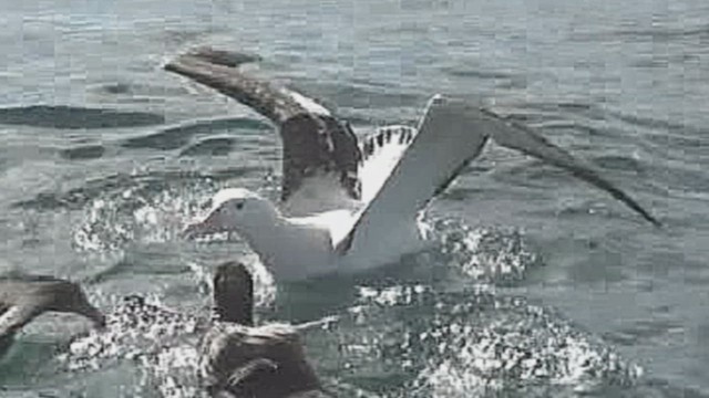Antipodean Albatross (Gibson's) - ML632262642