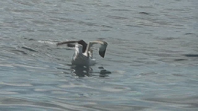 Antipodean Albatross (Gibson's) - ML632262645