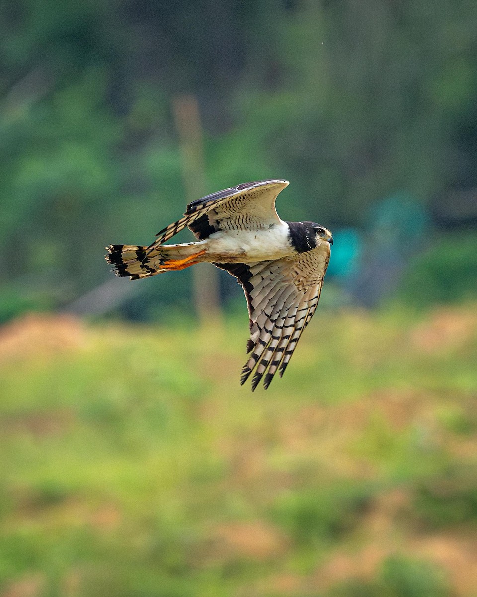 Long-winged Harrier - ML632262657